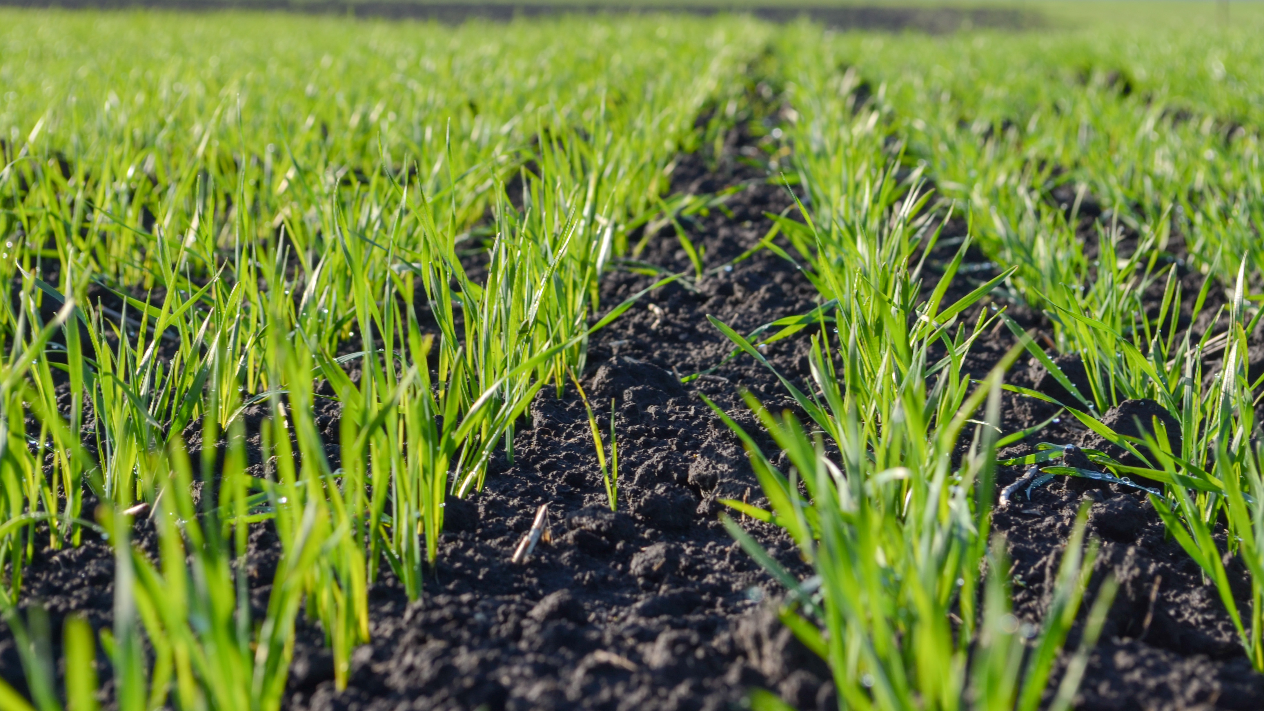 Захист зернових на ранніх строків сівби від «UKRAVIT»